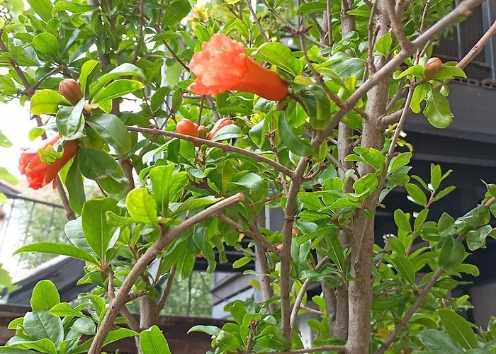 Appartamento Stella's Monteurswohnungen *